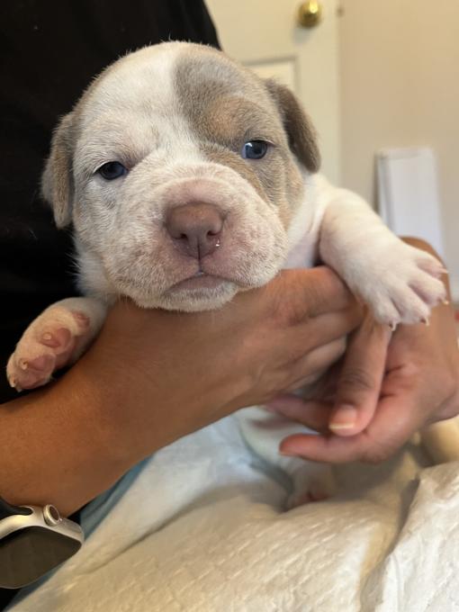 American Bully