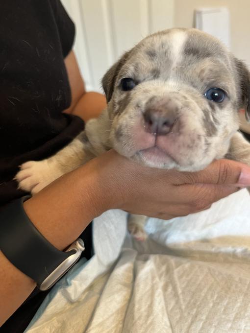American Bully