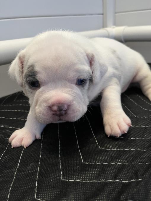 American Bully