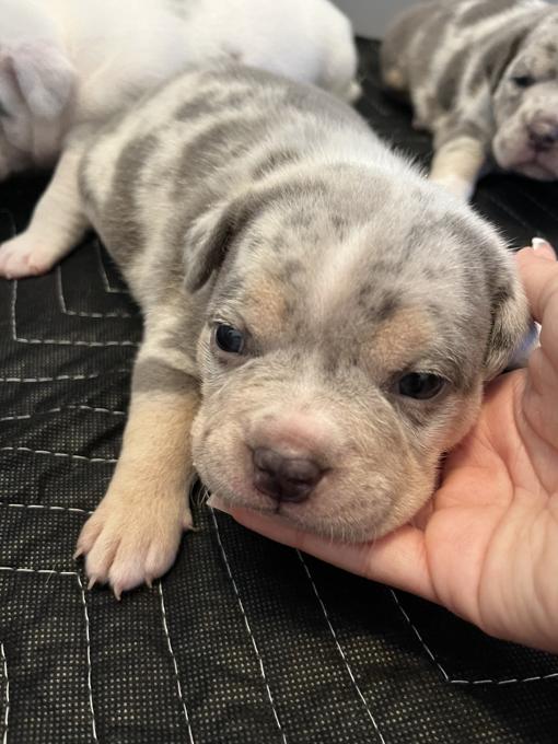 American Bully