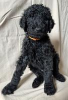 Golden doodle