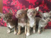 Chihuahua