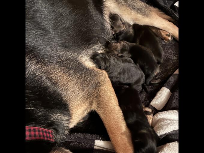 German shepherd