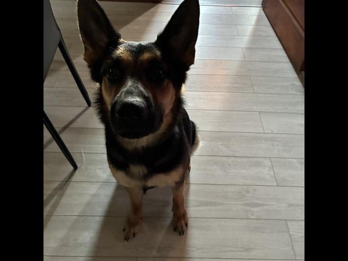 German shepherd