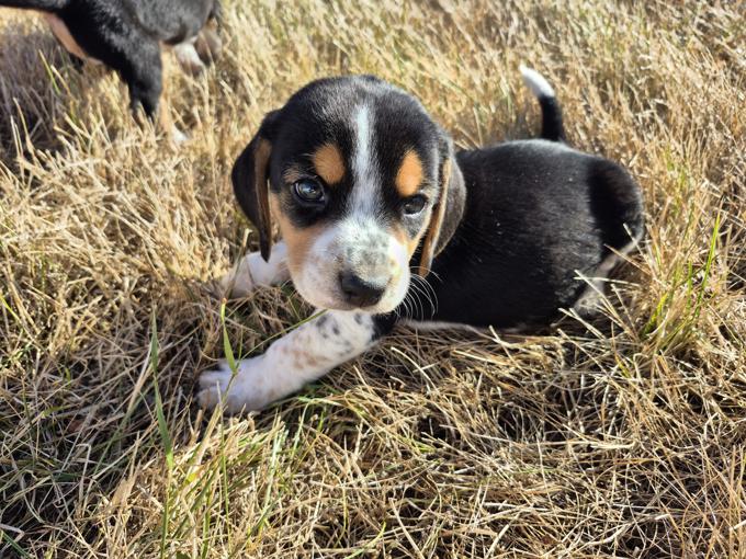 Beagle