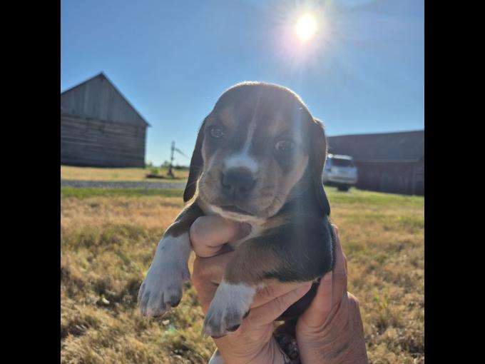 Beagle