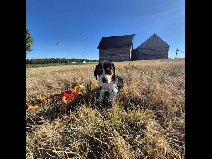 Beagle