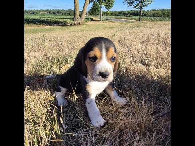 Beagle