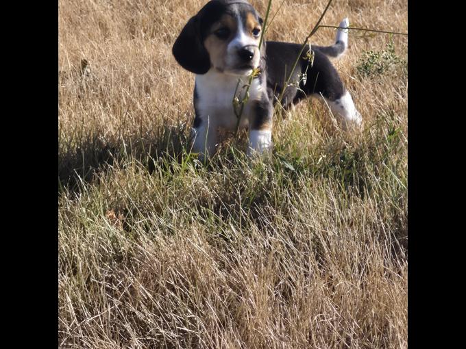 Beagle