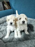 Maltipoo