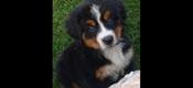 Bernese Mountain Dog