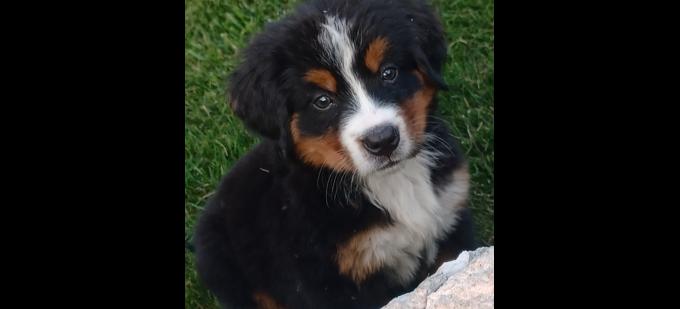Bernese Mountain Dog