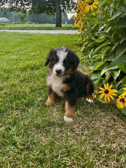 Bernese Mountain Dog