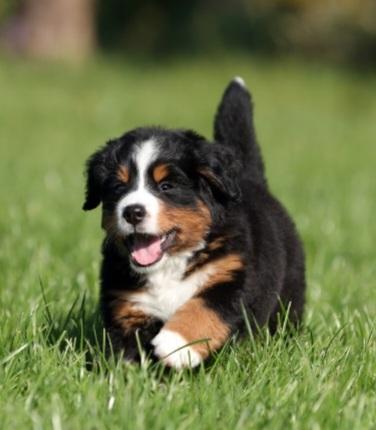 Bernese Mountain Dog