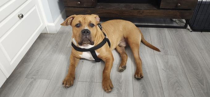 American Bully