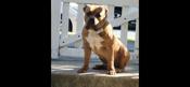 American Bully