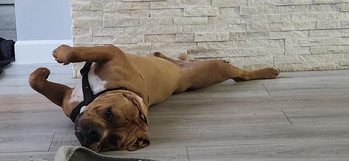 American Bully