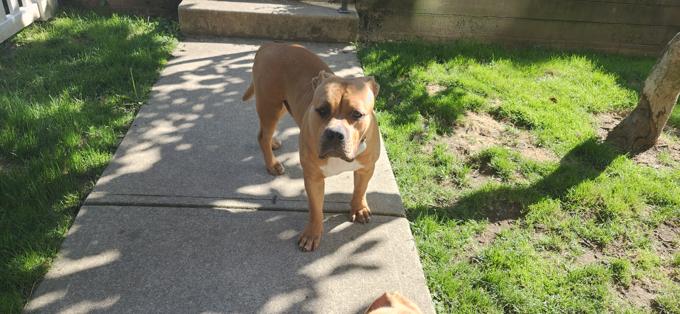 American Bully