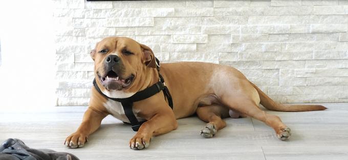 American Bully
