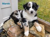 Border Aussie