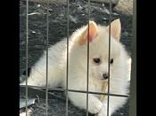 Pomsky toy