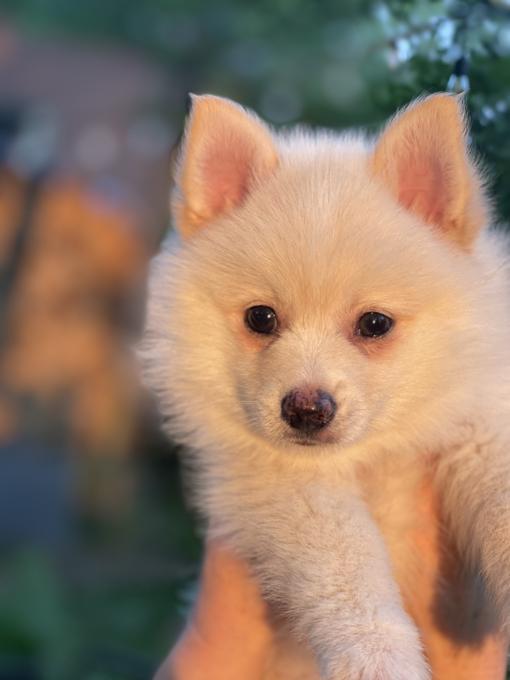 Pomsky toy
