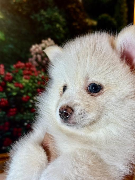 Pomsky toy