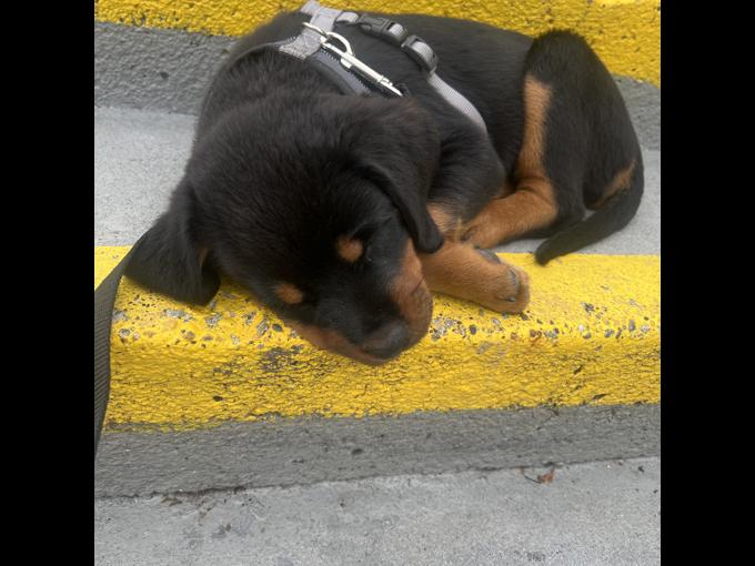 Rottweiler