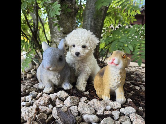 Maltipoo