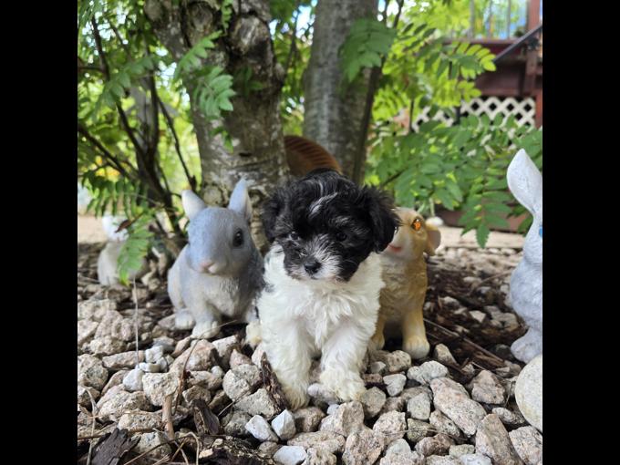 Maltipoo