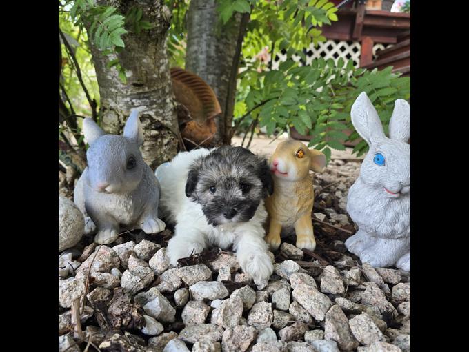 Maltipoo