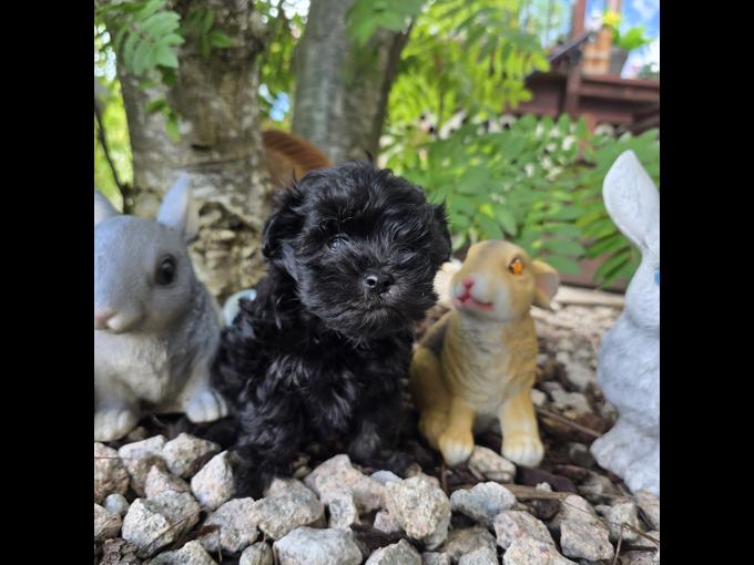 Maltipoo