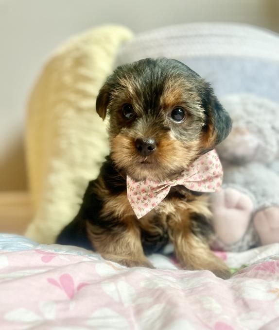 Morkie