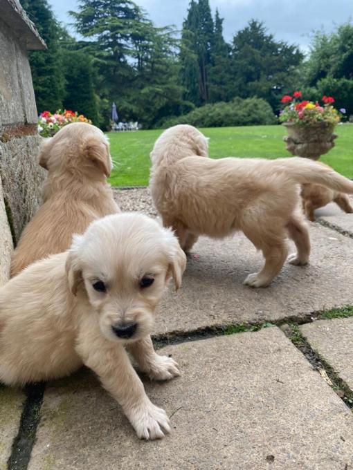 Golden Retriever