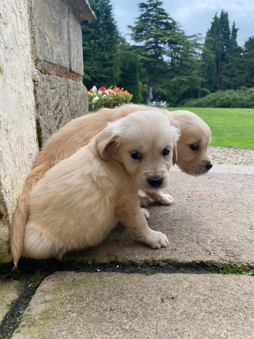 Golden Retriever