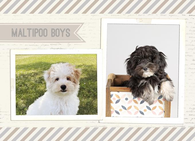 Maltipoo