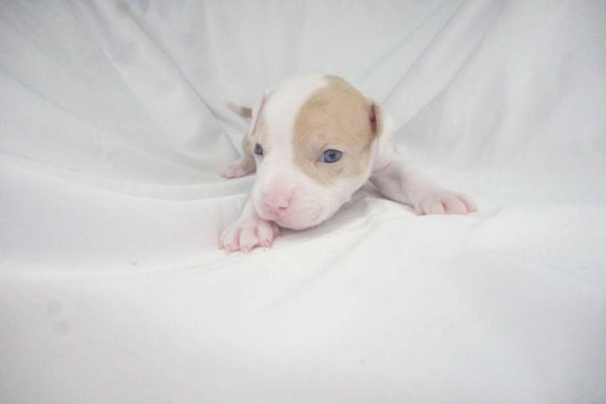 American bully