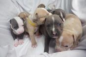 American bully