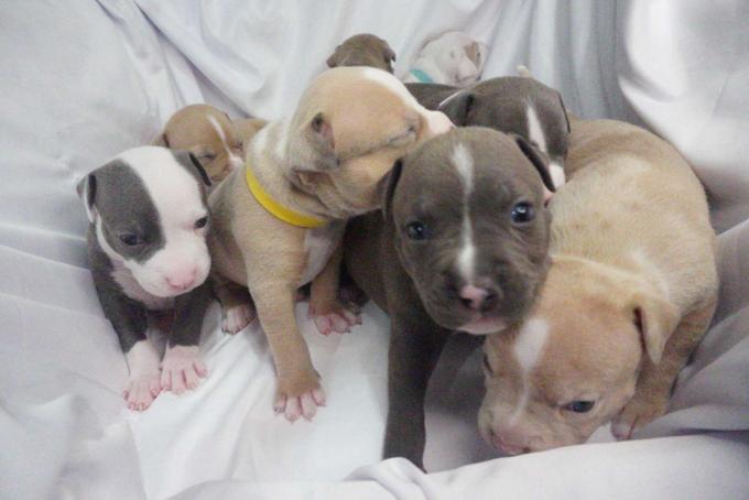 American bully