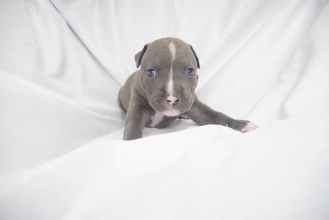 American bully