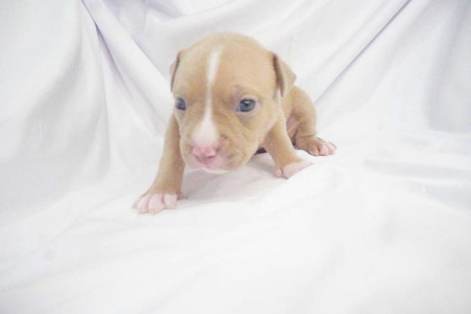 American bully