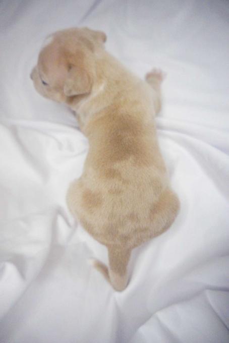 American bully