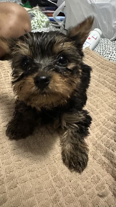 Yorkshire Terrier 
