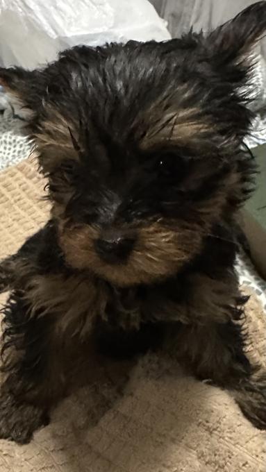 Yorkshire Terrier 