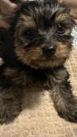 Yorkshire Terrier 