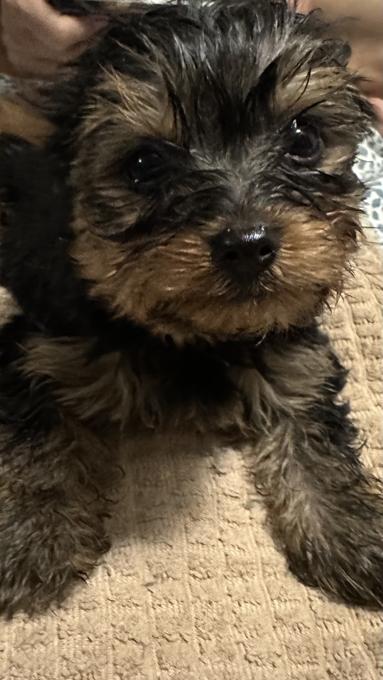 Yorkshire Terrier 