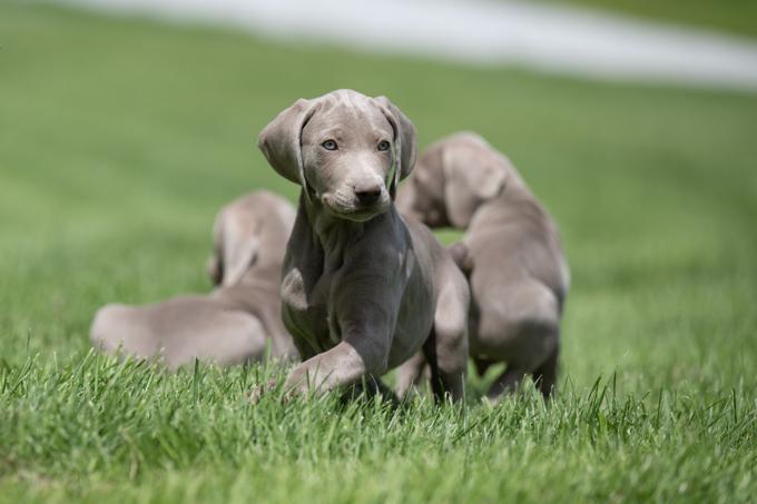 Weimaraner