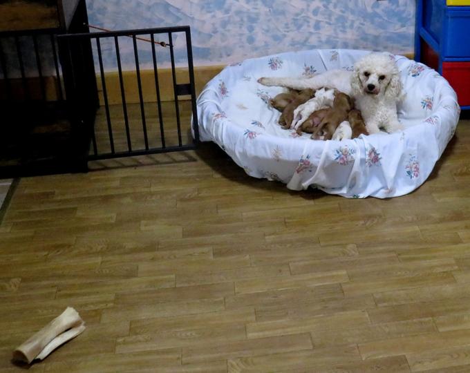 Cavapoo