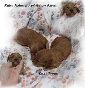 Cavapoo