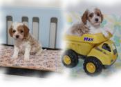 Cavapoo